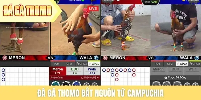 Đá gà Thomo bắt nguồn từ Campuchia Đá gà Thomo bắt nguồn từ Campuchia