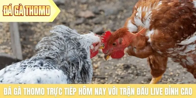 Đá gà Thomo trực tiếp hôm nay với trận đấu live đỉnh cao Đá gà Thomo trực tiếp hôm nay với trận đấu live đỉnh cao