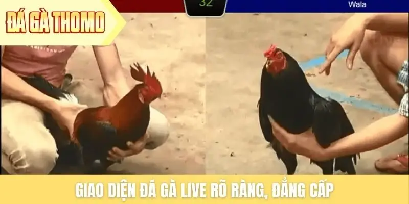 Giao diện đá gà live rõ ràng, đẳng cấp Giao diện đá gà live rõ ràng, đẳng cấp