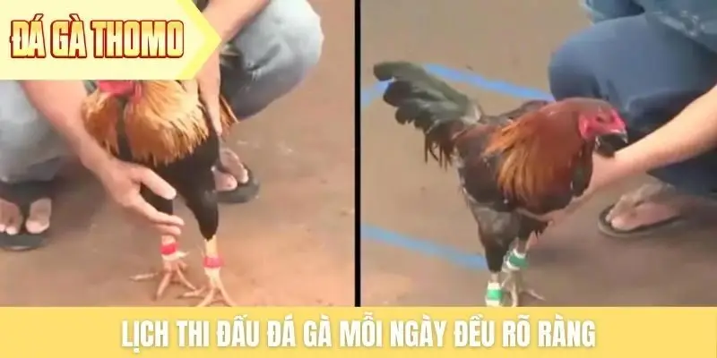 Lịch thi đấu đá gà mỗi ngày đều rõ ràng Lịch thi đấu đá gà mỗi ngày đều rõ ràng
