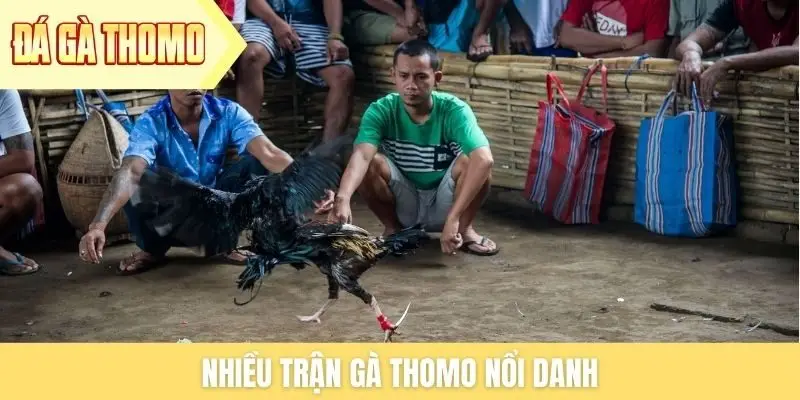 Nhiều trận gà Thomo nổi danh Nhiều trận gà Thomo nổi danh