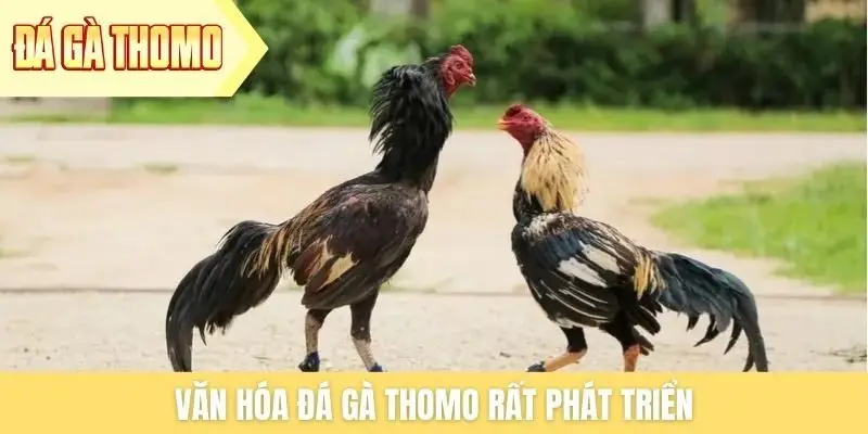 Văn hóa đá gà Thomo rất phát triển Văn hóa đá gà Thomo rất phát triển