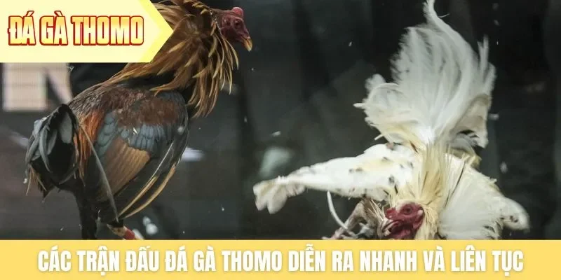 Các trận đấu đá gà Thomo diễn ra nhanh và liên tục