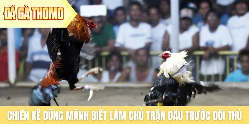 Chiến kê dũng mãnh phải biết làm chủ trận đấu trước đối thủ Chiến kê dũng mãnh phải biết làm chủ trận đấu trước đối thủ