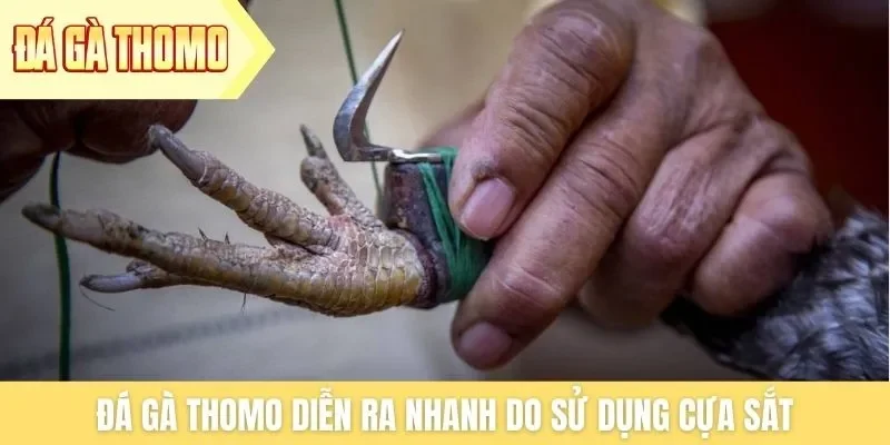 Đá gà Thomo diễn ra nhanh do sử dụng cựa sắt Đá gà Thomo diễn ra nhanh do sử dụng cựa sắt