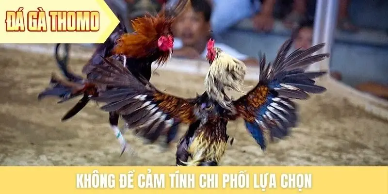 Không để cảm tính chi phối lựa chọn Không để cảm tính chi phối lựa chọn