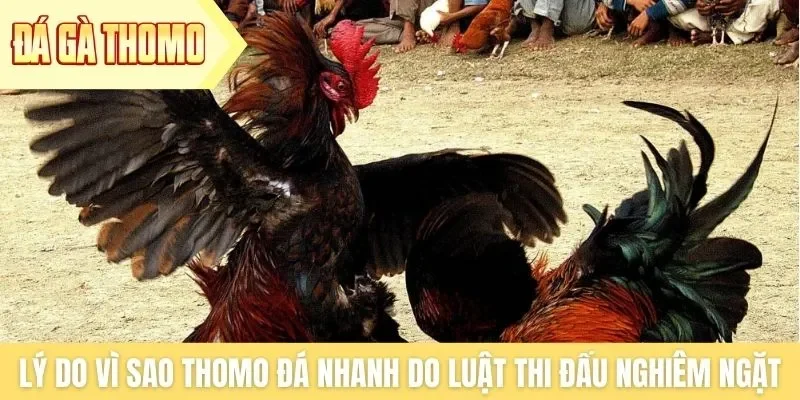 Lý do vì sao Thomo đá nhanh do luật thi đấu nghiêm ngặt Lý do vì sao Thomo đá nhanh do luật thi đấu nghiêm ngặt
