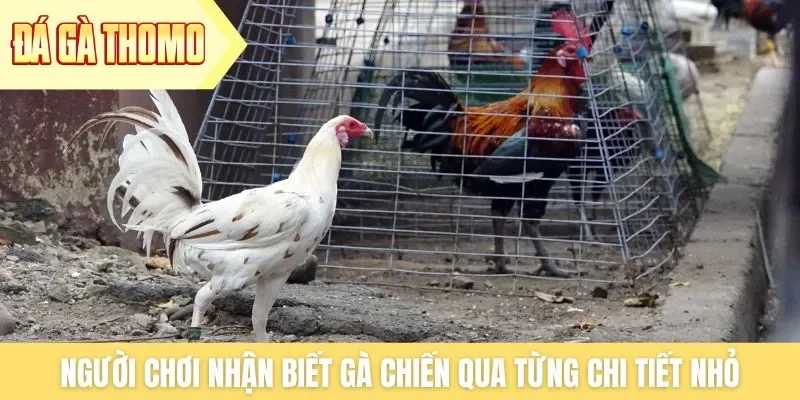 Người chơi nhận biết gà chiến qua từng chi tiết nhỏ Người chơi nhận biết gà chiến qua từng chi tiết nhỏ