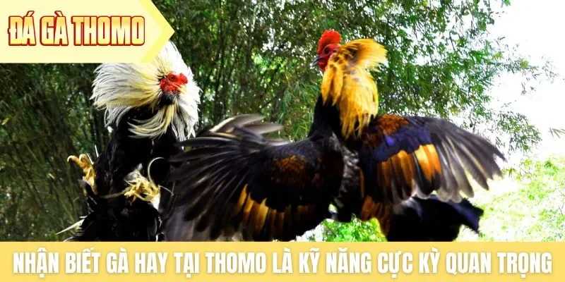 Nhận biết gà hay tại Thomo là kỹ năng cực kỳ quan trọng Nhận biết gà hay tại Thomo là kỹ năng cực kỳ quan trọng