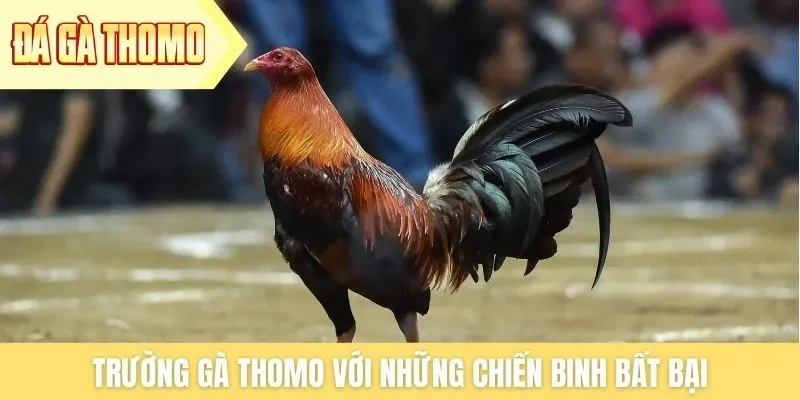 Sàn đấu chuyên nghiệp giúp chiến kê thể hiện sức mạnh Sàn đấu chuyên nghiệp giúp chiến kê thể hiện sức mạnh