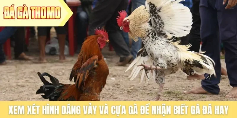 Xem xét hình dáng vảy và cựa gà để nhận biết gà đá hay Xem xét hình dáng vảy và cựa gà để nhận biết gà đá hay