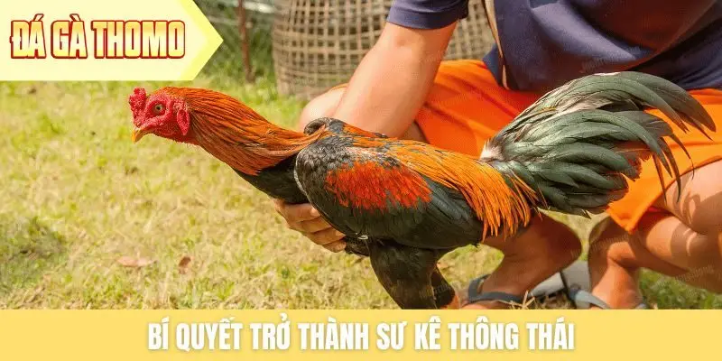 Bí quyết trở thành sư kê thông thái