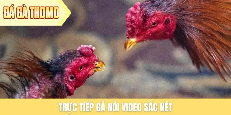 Trực tiếp gà nòi video sắc nét